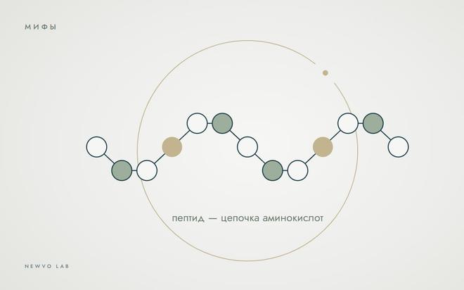 Пептиды — это гормоны? Разбираем один из самых популярных мифов
