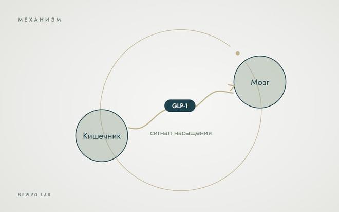 Как пептиды помогают снижать вес? Простое объяснение сложной науки
