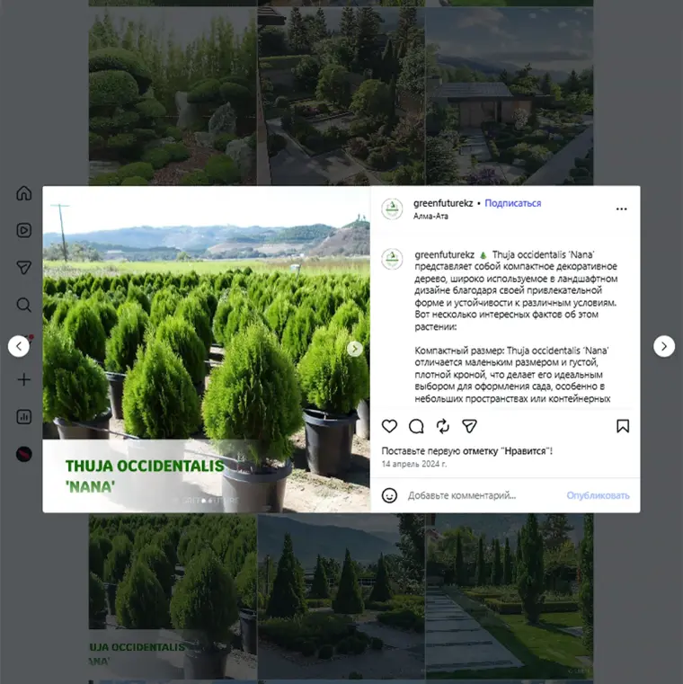 GreenFuture Instagram post about thuja plants