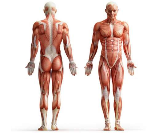 Ans Performance �������: ����.